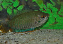 BANDED GOURAMI