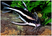 STRIPED RAPHAEL CATFISH