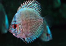 DISCUS COBALT BLAUW