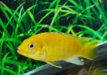 Malawi - Mbuna