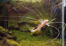ELEGANTER PARADIES-FADENFISCH