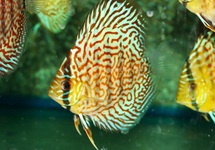DISCUS PANTERA