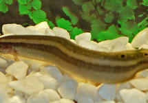 ONE-STRIPE SPINY EEL