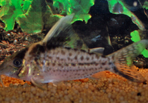 PANTSERMEERVAL ROBUSTUS