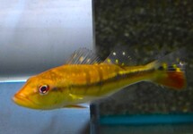 PAUWOOGBAARS TEMENSIS