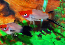 SWORDTAIL KOI WAGTAIL