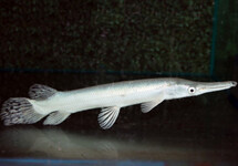 ALLIGATOR GAR PLATINUM