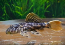 L273xL600 TITANICUS PLECO