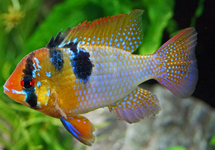 Mikrogeophagus