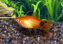 PLATY GOLD MICKEY