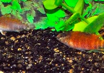 RED BADIS