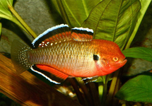 AUSTRALISCHER KAISERGRUNDEL