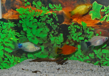 PLATY MICKEY ASSORTIS