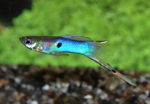 ENDLER'S GUPPY JAPAN BLUE (M/F)