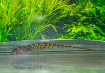 KNIFEFISH LEPTURUS