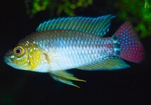 PUCALLPA DWARF CICHLID