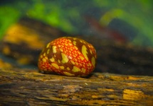 CLITHON SNAIL 