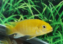 MALAWI CICHLID YELLOW