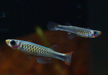 LEUCHTAUGENFISCH STICTOPLEURON 