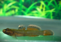 RHINOGOBIUS SP. RED WHITE FIN M