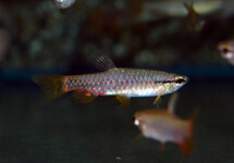 SPLASH TETRA BREVIS