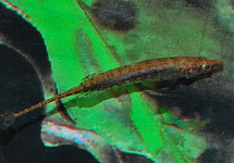 DWARF PIPEFISH CROCODILUS