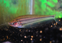 STRIPED GLASS CATFISH