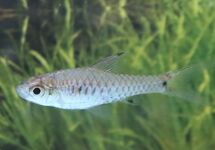 BARB PYGMY