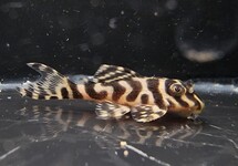 L066 KING TIGER PLECO