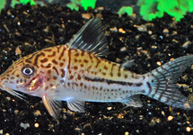 CORYDORAS LEOPARDUS