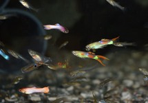 GUPPY ENDLER MIXED (M/F)