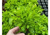 Alternanthera bettzickiana in pot (p5)