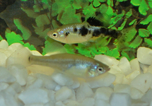 Other Livebearers