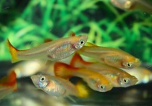 GUPPY ASSORTIS (FEMELLE)