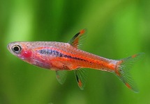 RASBORA MOUSTIQUE