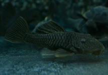 GOLD RUBBER PLECO