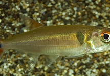 ROODSTAART BARRACUDA