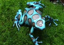 GREEN POISON FROG BRONZE