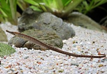 BELLYBARRED PIPEFISH