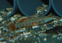 GOBY ZHOUI