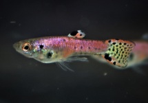 GUPPY ENDLER NEON TIGER ROT (M/F)