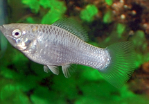 SAILFIN MOLLY SILVER