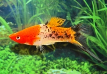 SWORDTAIL KOI SANKE