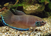 Wild Betta