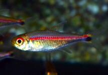 SALMLER RUBROSTRIATUS