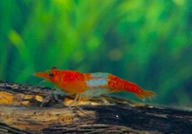 ORANGE RILI GARNAAL