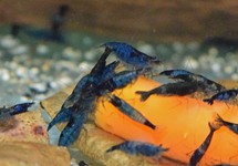 BLUE RILI SHRIMP