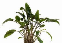 Cryptocoryne moehlmannii - PE