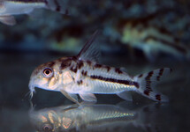 CORYDORAS (HOPLISOMA) BOESEMANI M