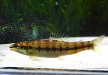 DARTER CHARACIN FASCIATUM